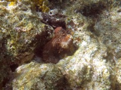 Common Octopus (was on a walkabout)